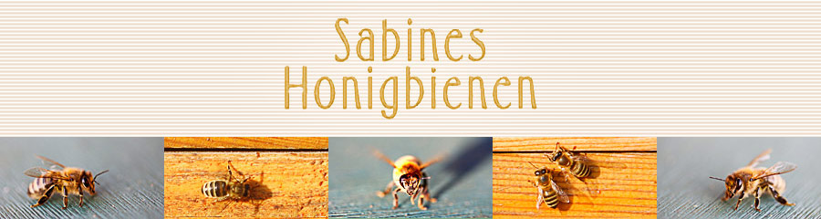 Headerbild Bienen